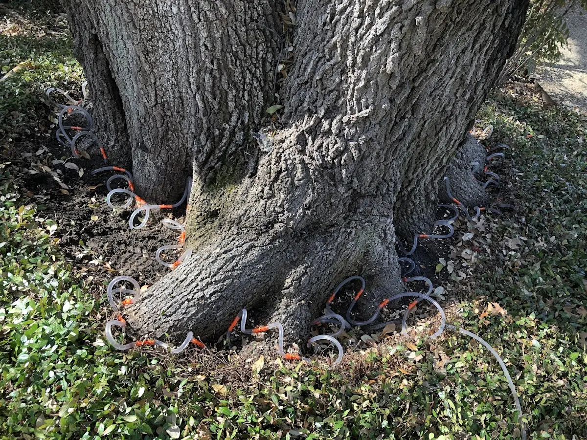 Detailed Tree Cabling and Bracing job site in Bradshaw