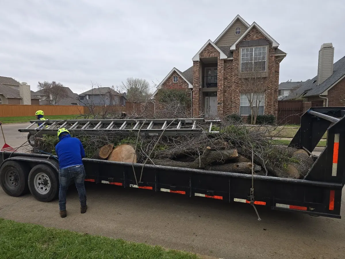 Expert Tree Removal with proper safety equipment in Bradshaw